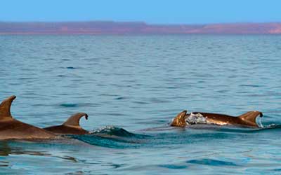 Expedición en busca de delfines y nado con lobos marinos