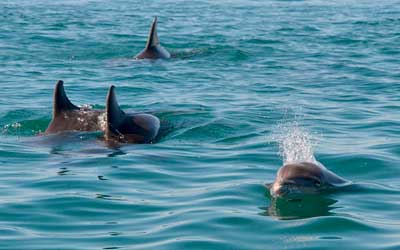 Delfines en México online