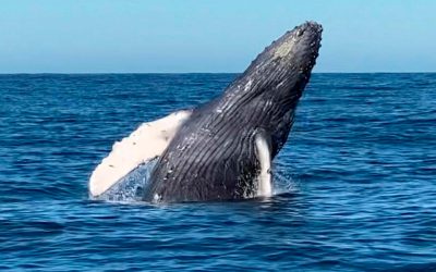 Ballena jorobada en México